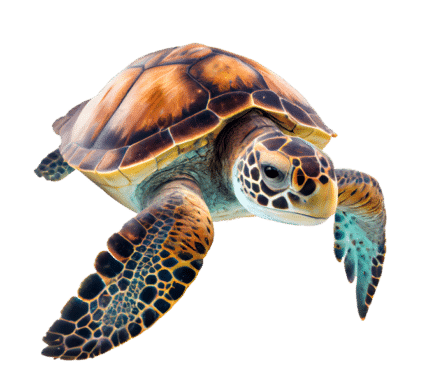 Sea Turtle Lighting Protects Wildlife & Your Pocketbook