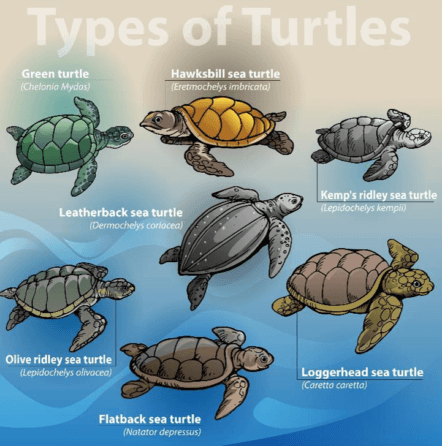 Different Types of Sea Turtle Species
